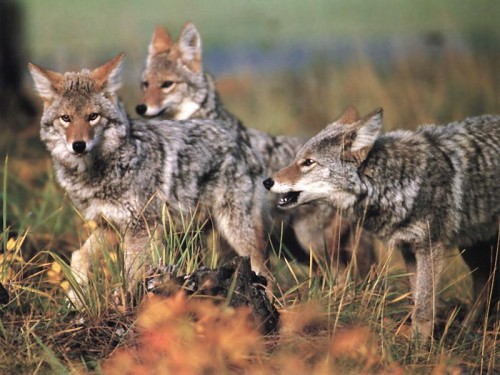 Coyotes_040-Pack_of_three-Moving-500x375.jpg