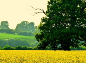 "Rape Seed Field" by Les Haines