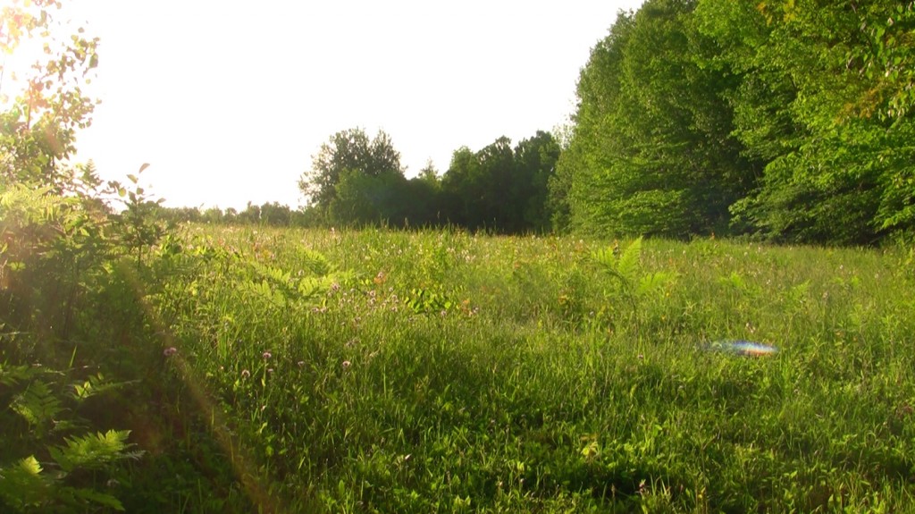 Meadow_VT_photo_by_Chris_Orcutt